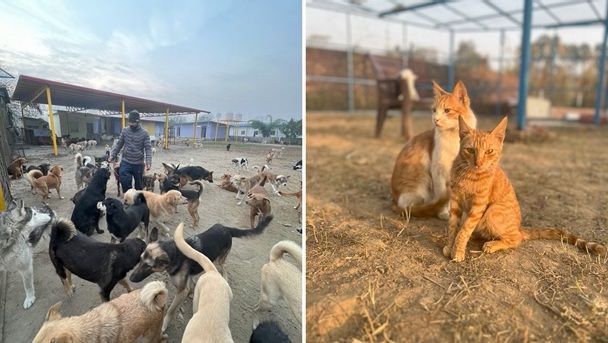 Healing Saathi Animal Sanctuary